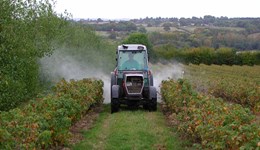 Botrytis in blackcurrant: timing of fungicide sprays